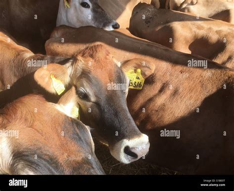 Jersey Dairy cows Stock Photo - Alamy