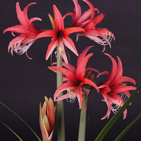 Amaryllis Rose Cybister Hippeastrum Bulbe Des Fleurs Exotiques En