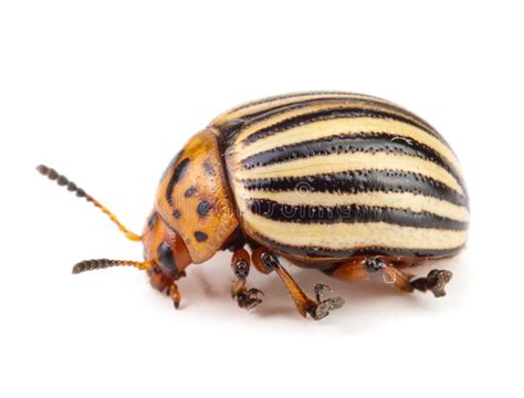 Colorado Potato Beetle Isolated On White Background Stock Image Image