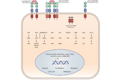 General Overview Of Anaplastic Lymphoma Kinase Alk Downstream