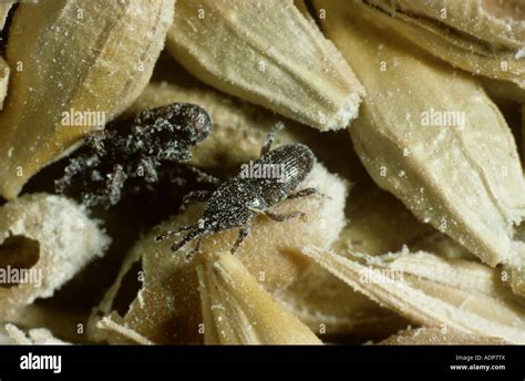 Grain Weevil Sitophilus Granarius On Damaged Barley Grain Stock Photo