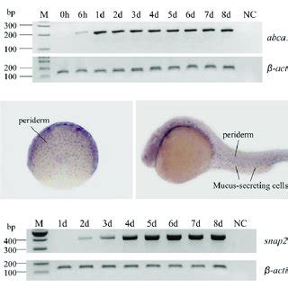 Abca12 And Snap29 Gene Expression In Normal Zebrafish A C Zebrafish