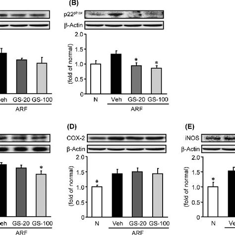 Renal Oxidative Stress Related Protein Expressions Representative