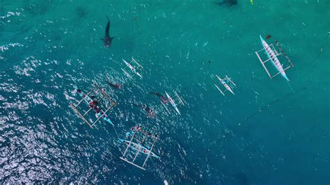 Snorkeling With Rare Whale Sharks On Cebu Island, Philippines, Aerial ...