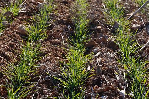 Estrategia De Abonado Con Fertilizantes De Liberaci N Controlada En