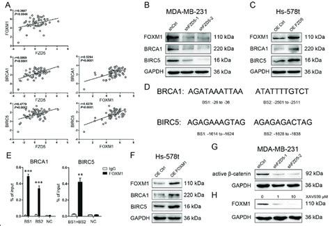 Foxm1 Acts As A Downstream Effecter Of Fzd5 A Ccle Database Was Download Scientific Diagram