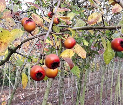 Crataegus Thorn Or May Tree