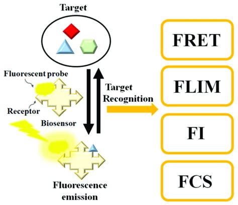 Schematic Diagram Of The Fluorescence Based Biosensor Target Analyte