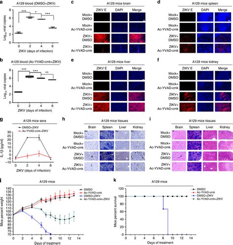 The Effect Of Caspase Inhibitor On Zikv Induced Inflammatory