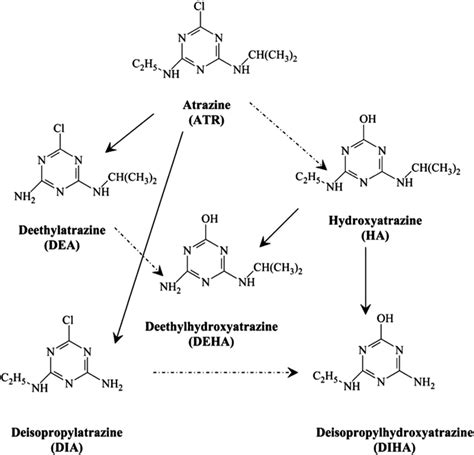 2 Atrazine Degradation Through A Hydrolytic Dechlorination Catalyzed Download Scientific