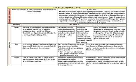 Cuadro Descriptivo De Los Huesos De La Pelvis Cuadro Descriptivo De