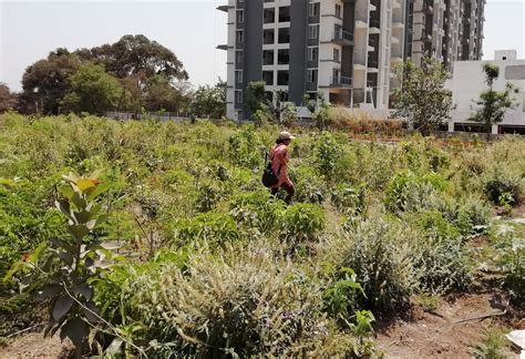 Urban Forest In Pune Grow Billion Trees