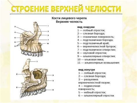 Скелет головы. Кости мозгового и лицевого отдела черепа - презентация ...