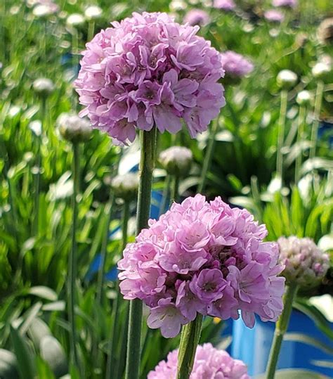 Armeria Pseudarmeria Dreameria® Sweet Dreams Thrift From Prides Corner