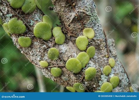 Dragon Scale Fern Pyrrosia Piloselloides Stock Photo Image Of Leaf