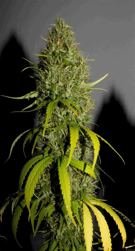 Strain Galerie Northern Lights X Haze Sensi Seeds Pic