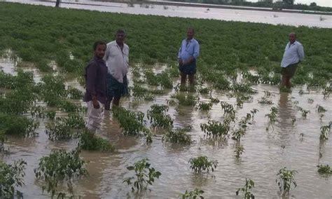 Guntur Heavy Rain Flash Floods Cause Irreparable Loss To Farmers