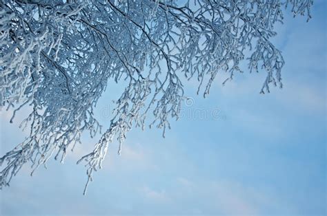 Birch Trees With Hoarfrost On The Branches Stock Image Image Of Scene