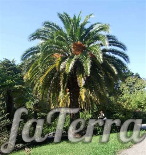 Финик Канарский фото, размножение и уход в домашних условиях | faterra.com
