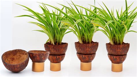 Best Planter Ideas Using Coconut Shells Indoor Planter Ideas Plant