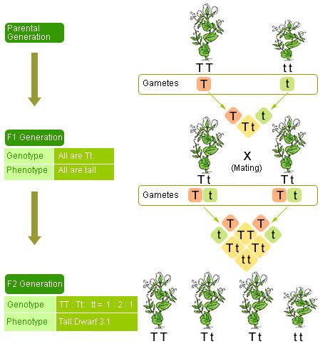 Heredity: Definition, Mendel’s Experiments, Concepts, Examples & Videos