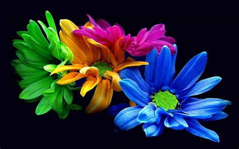 Colorful Daisies Wallpapers Top Free Colorful Daisies Backgrounds