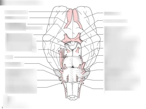 Sheep Brain Ventral View Pt Diagram Quizlet