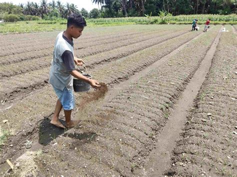 Petani Lombok Timur Berhasil Kembangkan Bawang Merah Sanren