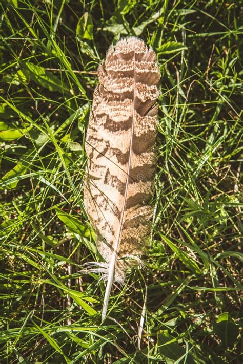 A feather of a hawk stock photo. Image of close, bird - 97144662