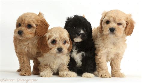 Dogs Four Cute Cavapoo Puppies Photo Wp38335