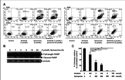 The Combination Of Quinacrine With Erlotinib Induced In Vitro Nsclc