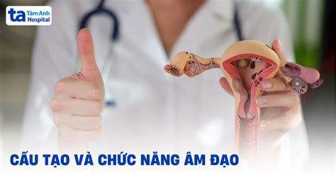 Ã M Ä áº¡o LÃ GÃ¬ Cáº¥u Táº¡o Vá TrÃ­ VÃ Chá©c NÄ Ng Cá§a Bá Pháº