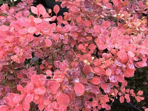 Барбарис Тунберга Роуз Глоу Купить в Киеве цена фото описание Барбариса ...