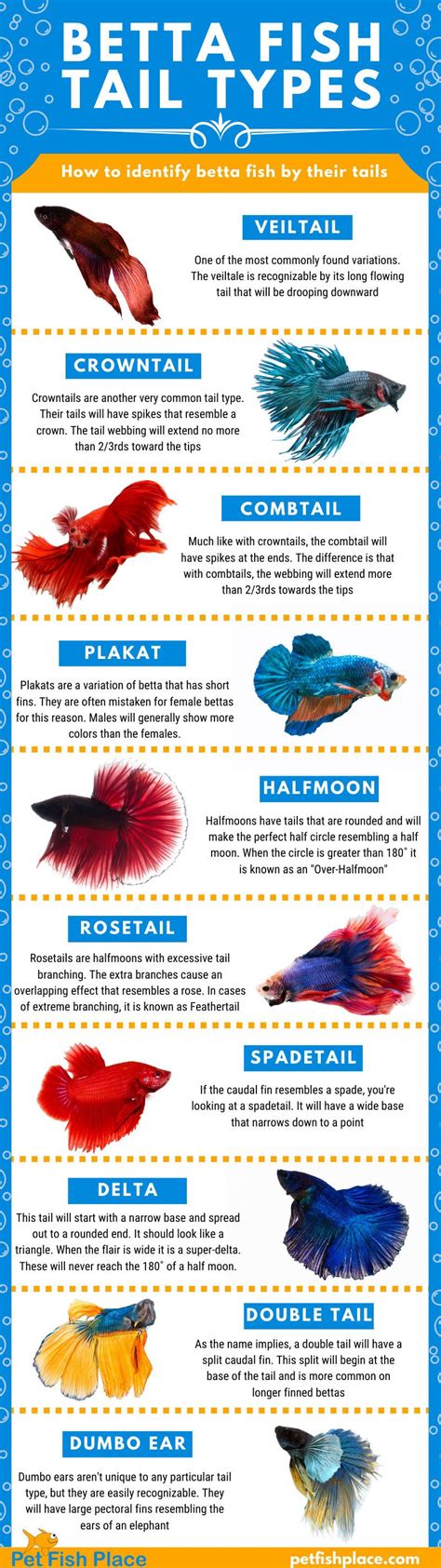 Identifying Betta Fish By Their Tails