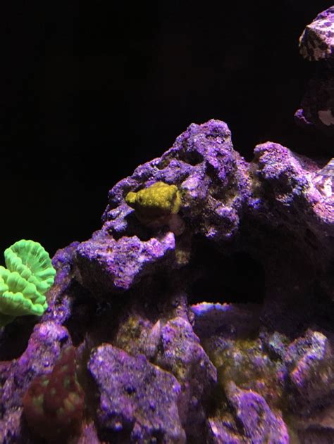 Helpgreen Hair Algae Is Driving Me Crazy Reef2reef