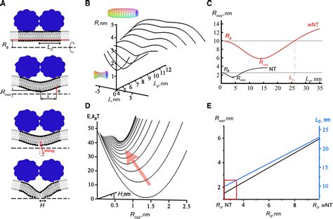 Gtpase Cycle Of Dynamin Is Coupled To Membrane Squeeze And Release