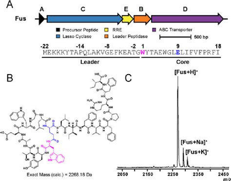 Figure From Enzymatic Reconstitution And Biosynthetic Investigation