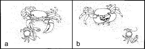 Figure 1 from Hair-trigger autotomy in porcelain crabs is a highly effective escape strategy ...