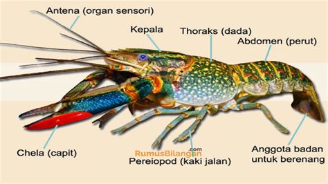 Kelompok Arthropoda Ujian