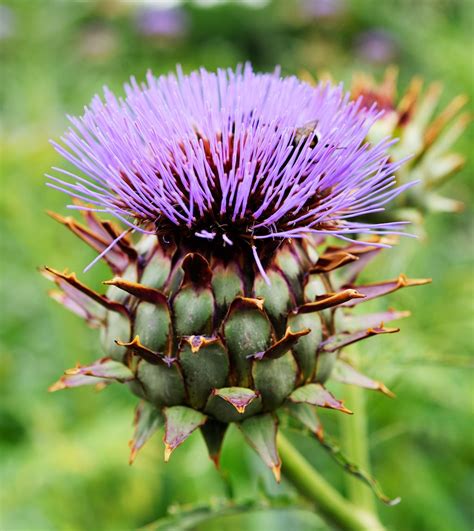 Alcachofa Planta