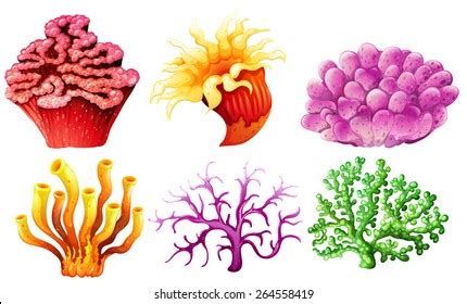 Six Different Types Coral Reef Stock Vector Royalty Free 264558419