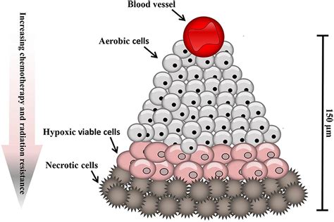 Frontiers Hypoxia Modified Cancer Cell Metabolism