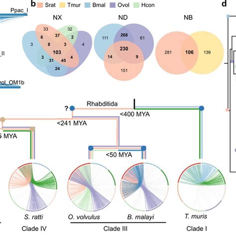 Evolutionary Strata Of Four Nematode Sex Chromosomes For The X Of Each