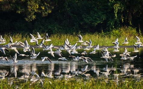 Group of flying birds stock photo. Image of elegant, feathers - 52222494