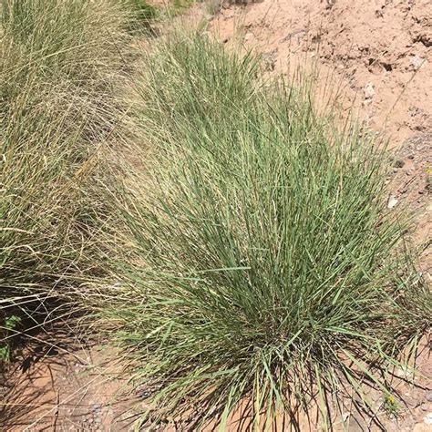 Sideoats Grama Grass Bouteloua High Country Gardens