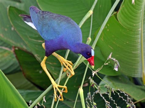 Canto Do Frango D Gua Azul P Ssaros