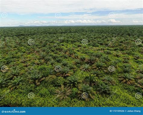 The Palm Oil Estates At Sarawak The Borneo Island Malaysia Editorial