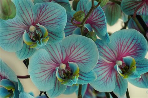 Kostenloses Foto Orchideen Blumen Bl Te Pflanze Kostenloses Bild