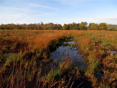 Peat bog | Jack Wallington | Nature & Gardens