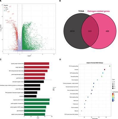 Frontiers Estrogen Related Genes Influence Immune Cell Infiltration